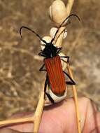 Image of Long-horned beetle