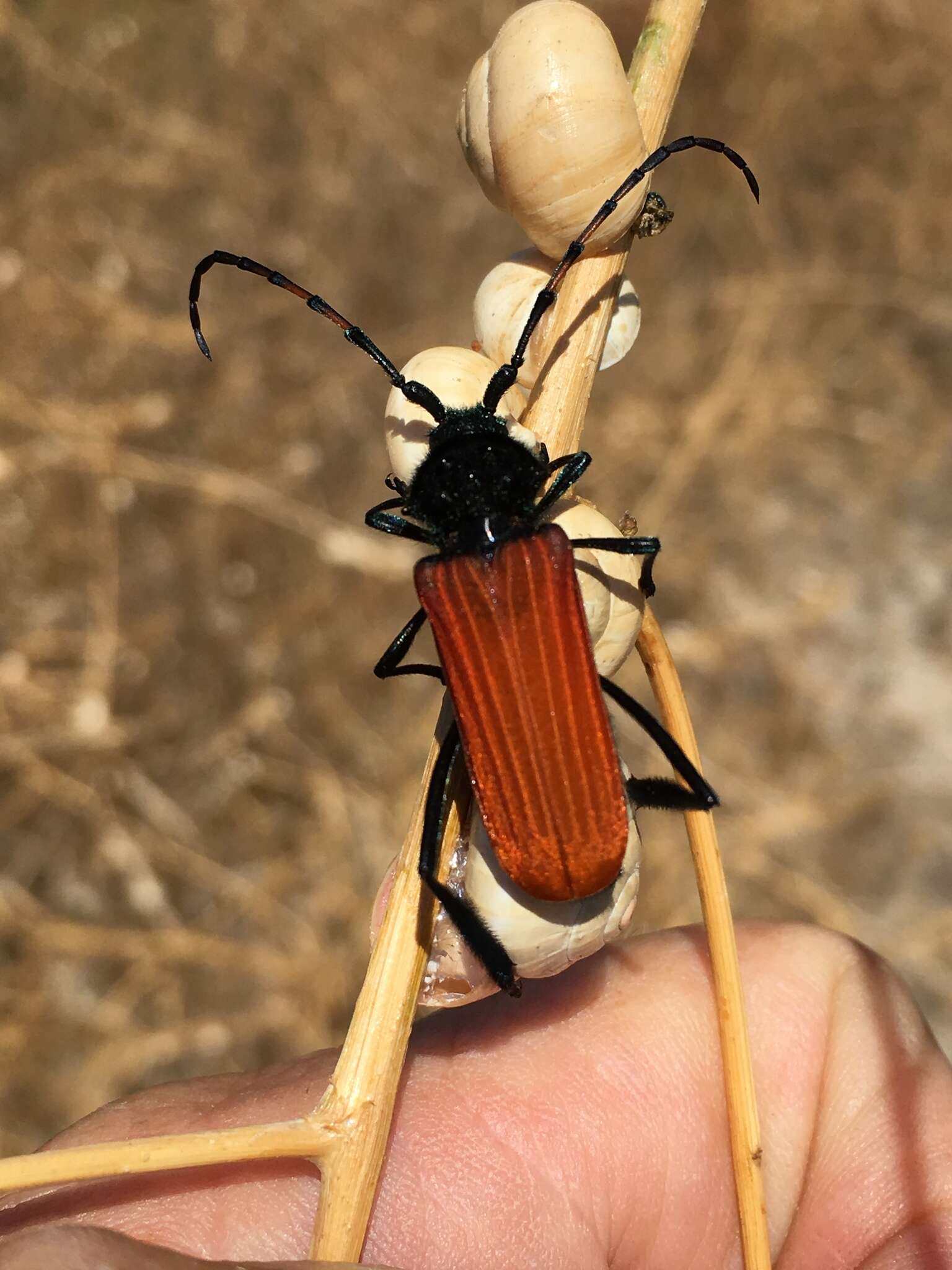 Image of Long-horned beetle