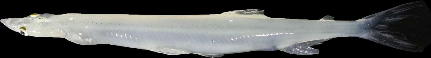 Image of noddlefishes