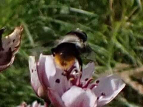 Image of Eristalis oestracea (Linnaeus 1758)