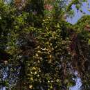 صورة Chonemorpha fragrans (Moon) Alst.