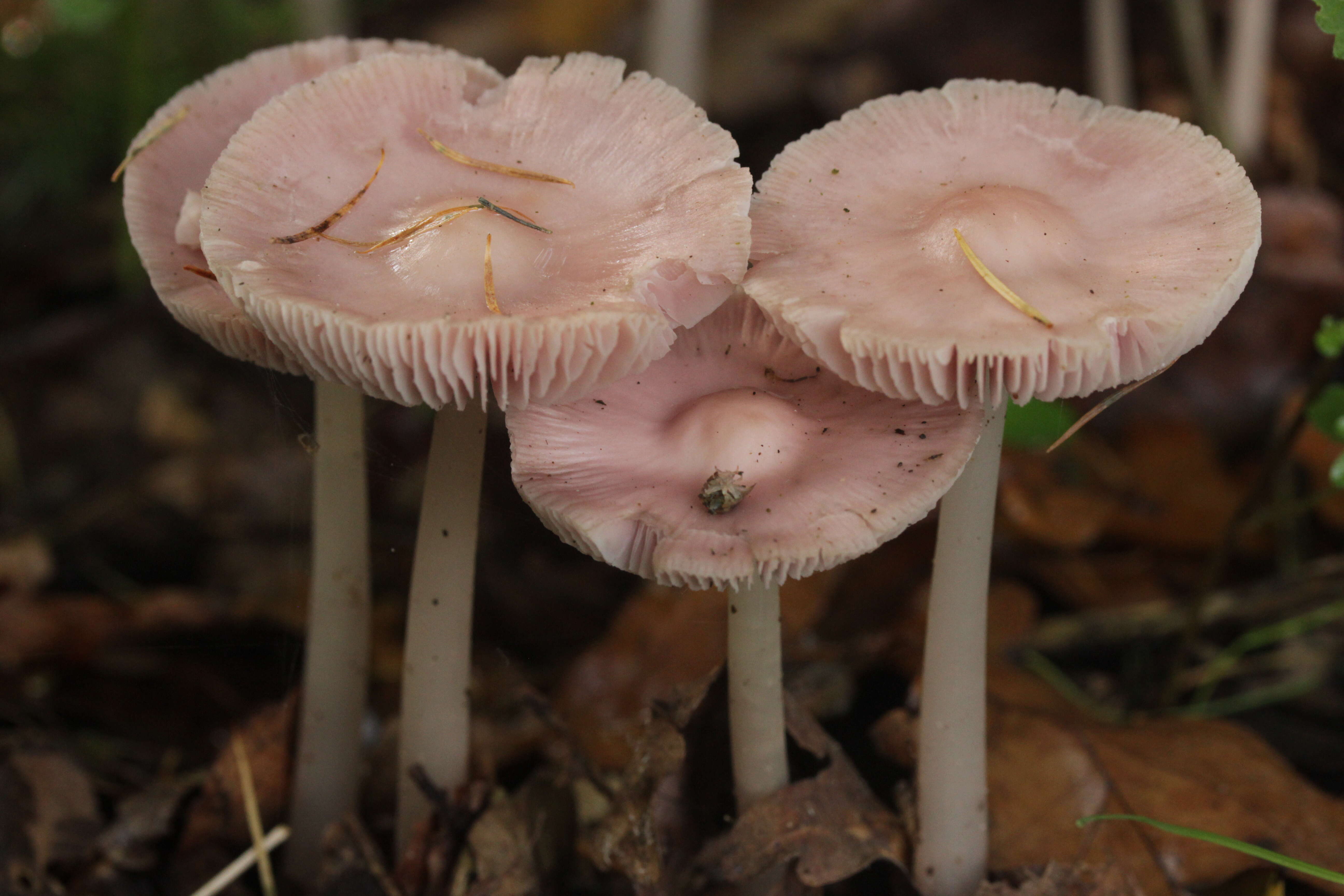 Image of Mycena rosea Gramberg 1912