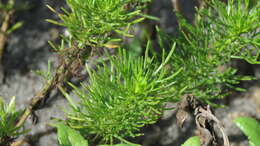 Image of Artemisia capillaris Thunb.