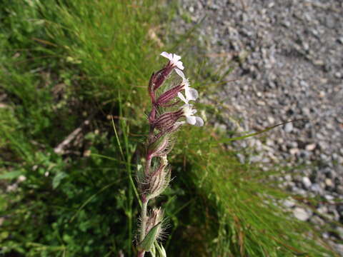 Image of common catchfly