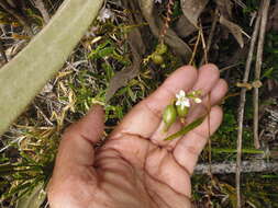 Imagem de Epidendrum fimbriatum Kunth