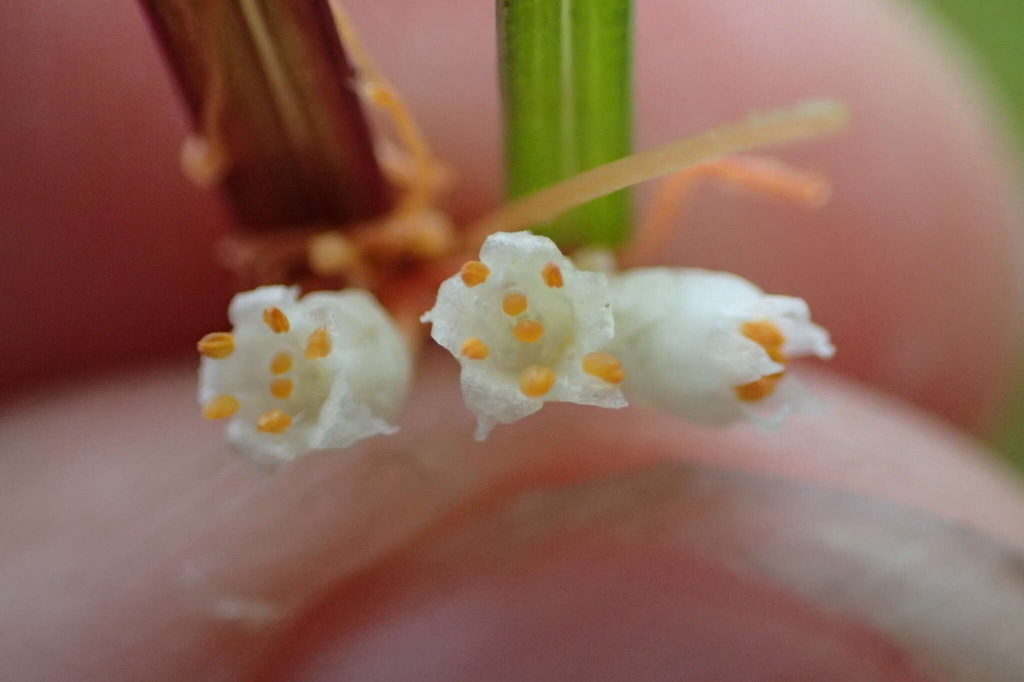 Cuscuta cuspidata Engelm. & Gray resmi