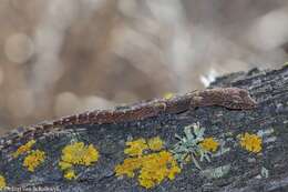 Слика од Afrogecko porphyreus (Daudin 1802)