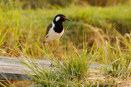 Image of Red-wattled Lapwing