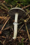 Image of Stropharia aeruginosa (Curtis) Quél. 1872