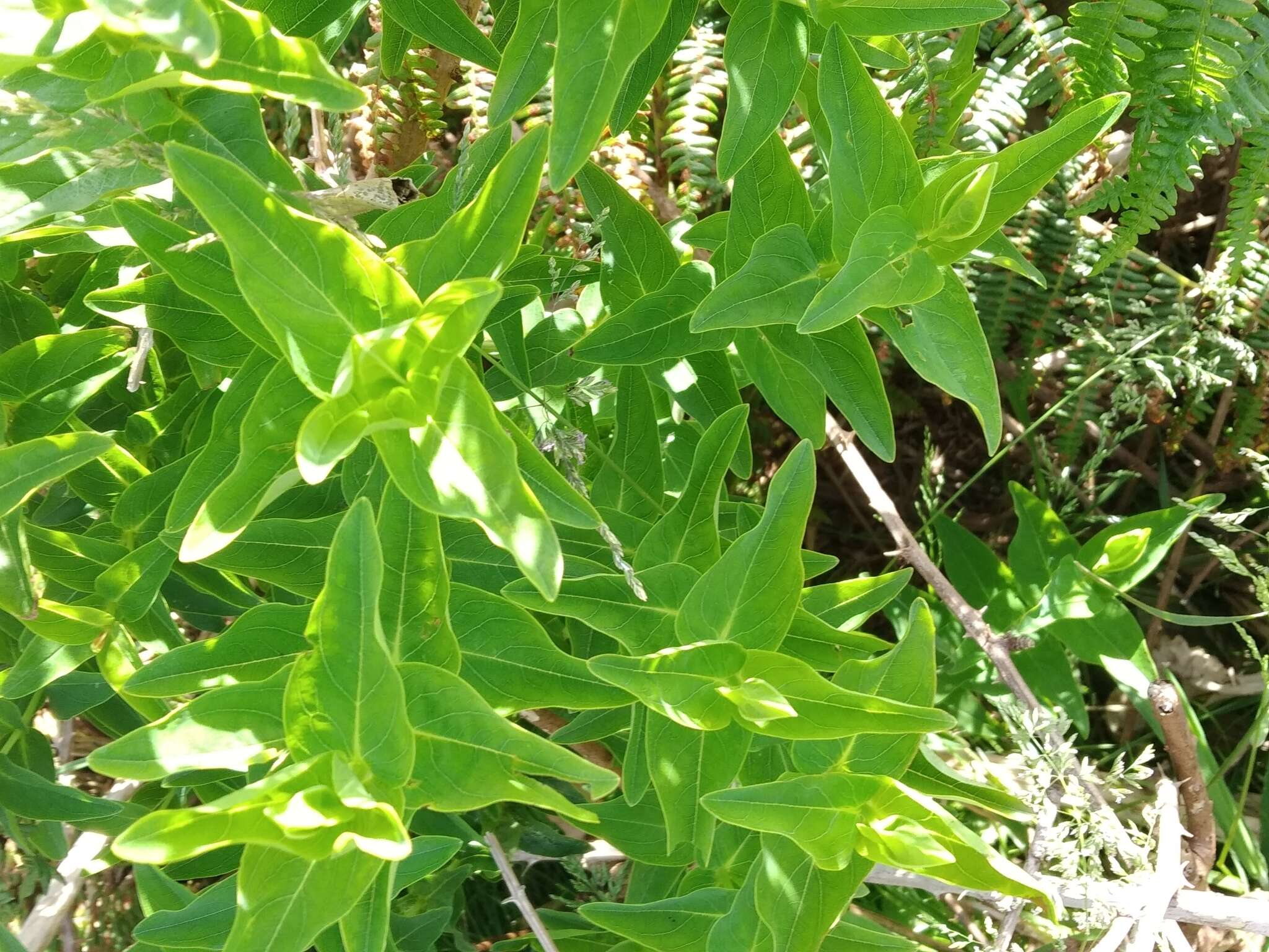 Image of Hypericum foliosum Dryand. ex Ait.