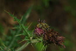 Plancia ëd Bombus sonani (Frison 1934)