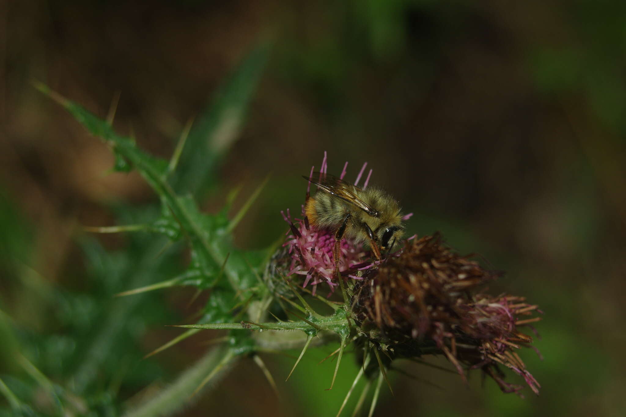 صورة Bombus sonani (Frison 1934)