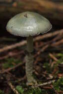 Image of verdigris agaric