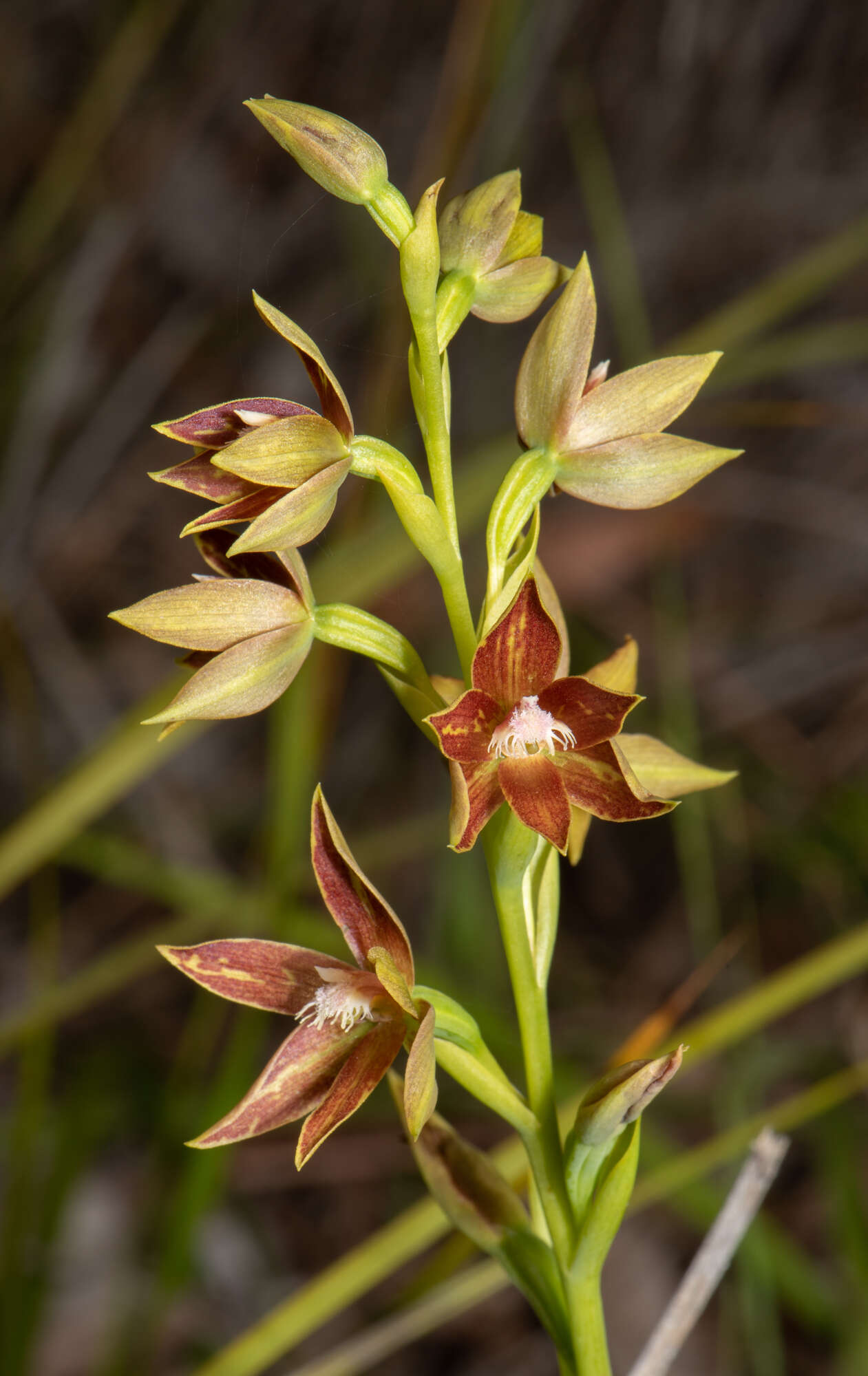 صورة Thelymitra fuscolutea R. Br.