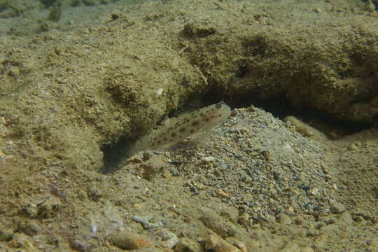 Image of Prawn-goby prawngoby shrimp-goby