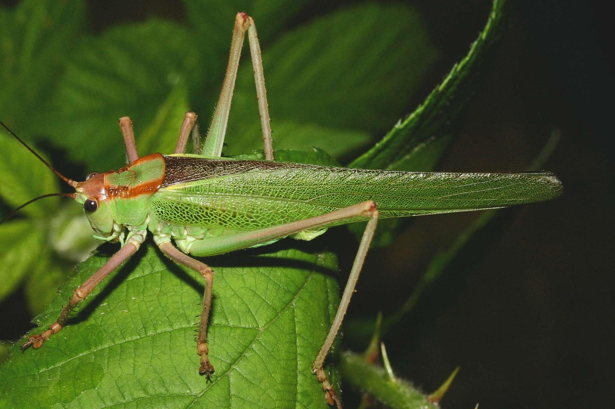 Sivun Calliphona (Calliphonides) alluaudi Bolívar & I. 1893 kuva