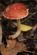 Image of Leratiomyces ceres (Cooke & Massee) Spooner & Bridge 2008