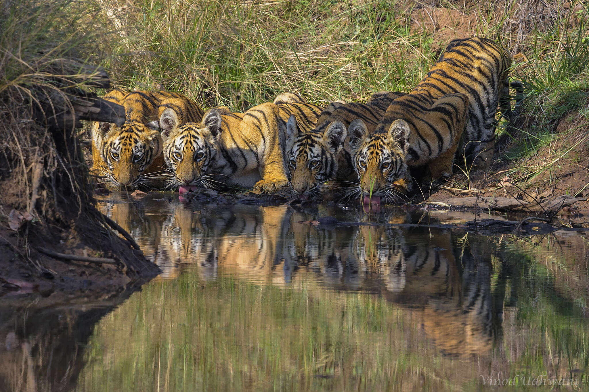 Imagem de Tigre-de-bengala