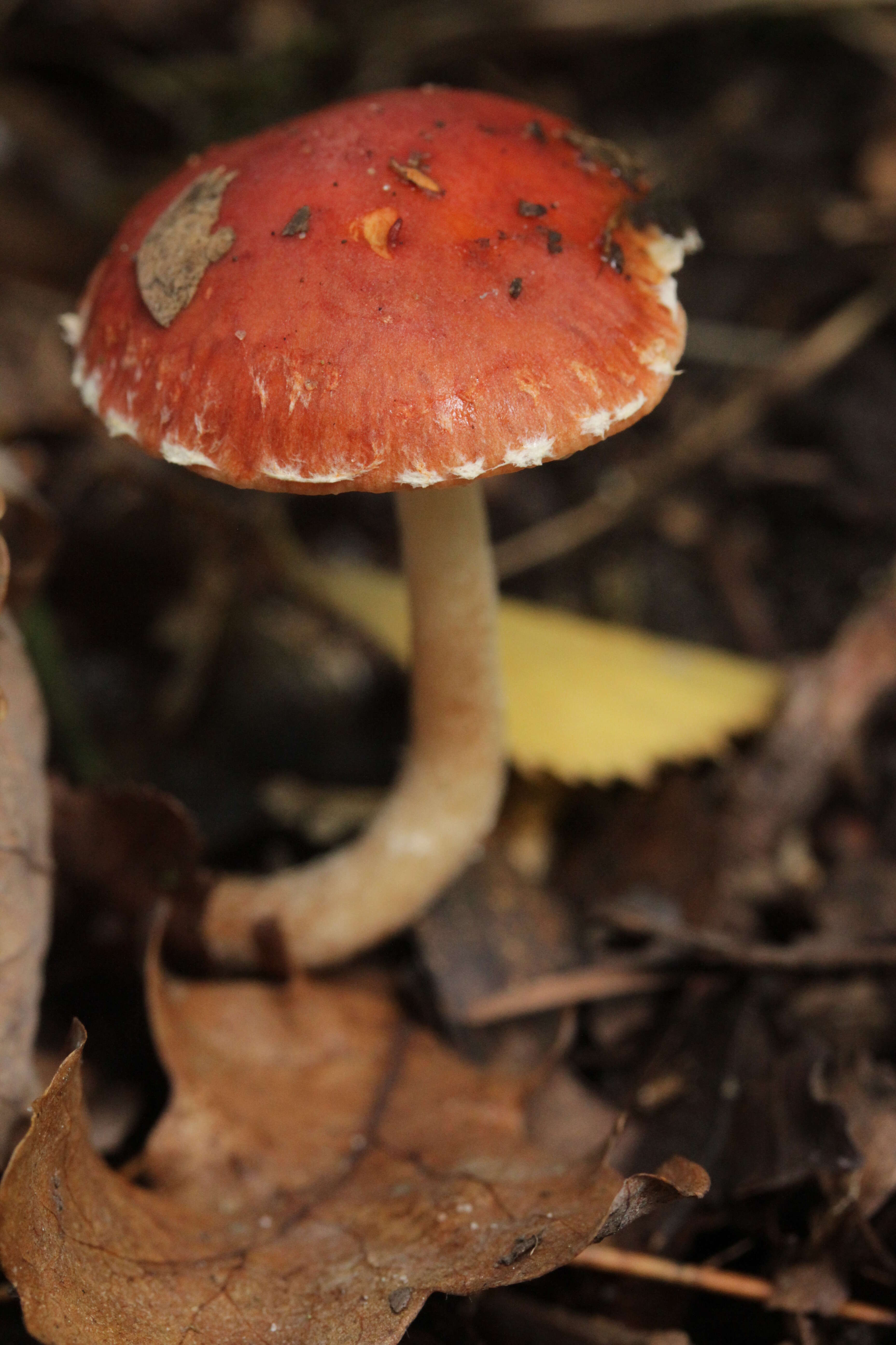 Image of Leratiomyces ceres (Cooke & Massee) Spooner & Bridge 2008