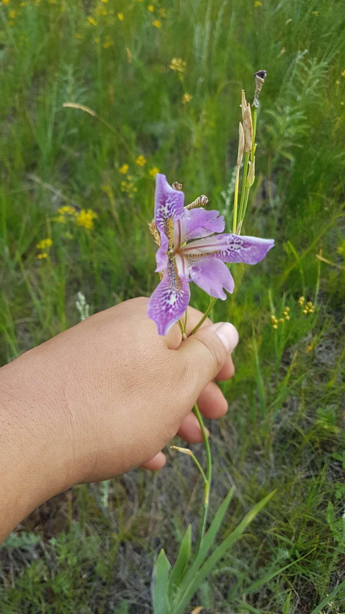 Image of Iris dichotoma Pall.