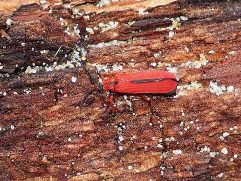 Слика од Dictyoptera simplicipes Mannerheim 1843