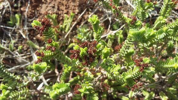 Image of Crassula ericoides Haw.