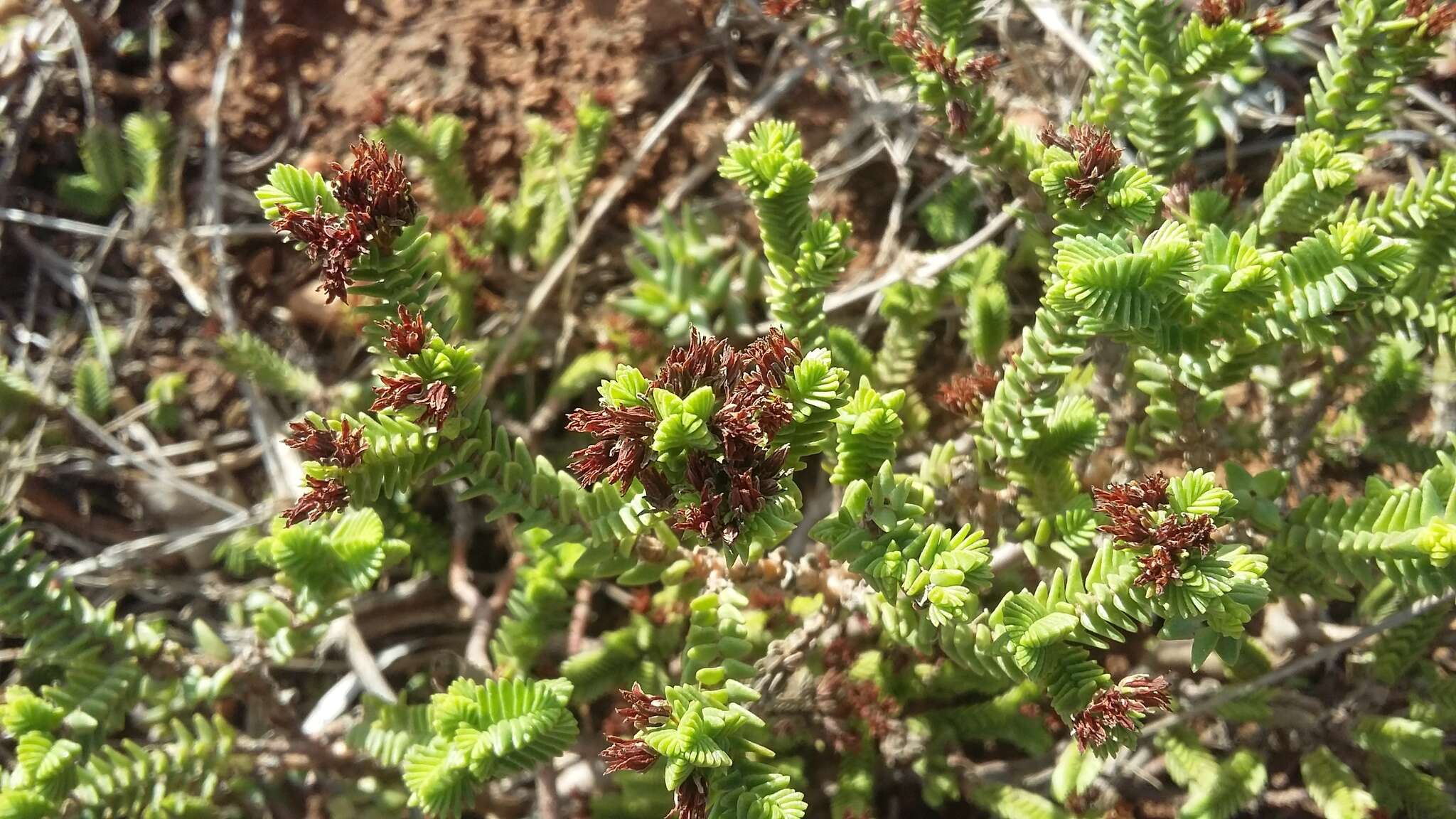 Image of Crassula ericoides subsp. ericoides