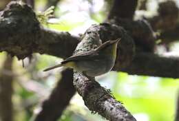 Image of Yellow-throated Warbler