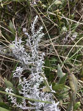 Слика од Lucilia acutifolia (Poir.) Cass.