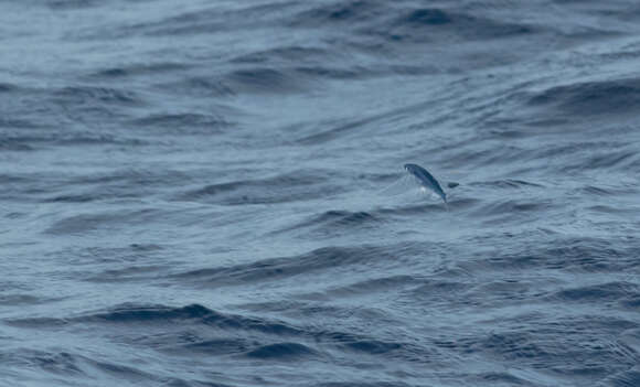 Image of Atlantc Sailfin Flyingfish