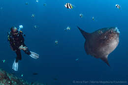 Image of Bumphead sunfish