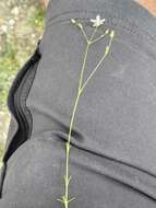 Image of prickly sandwort