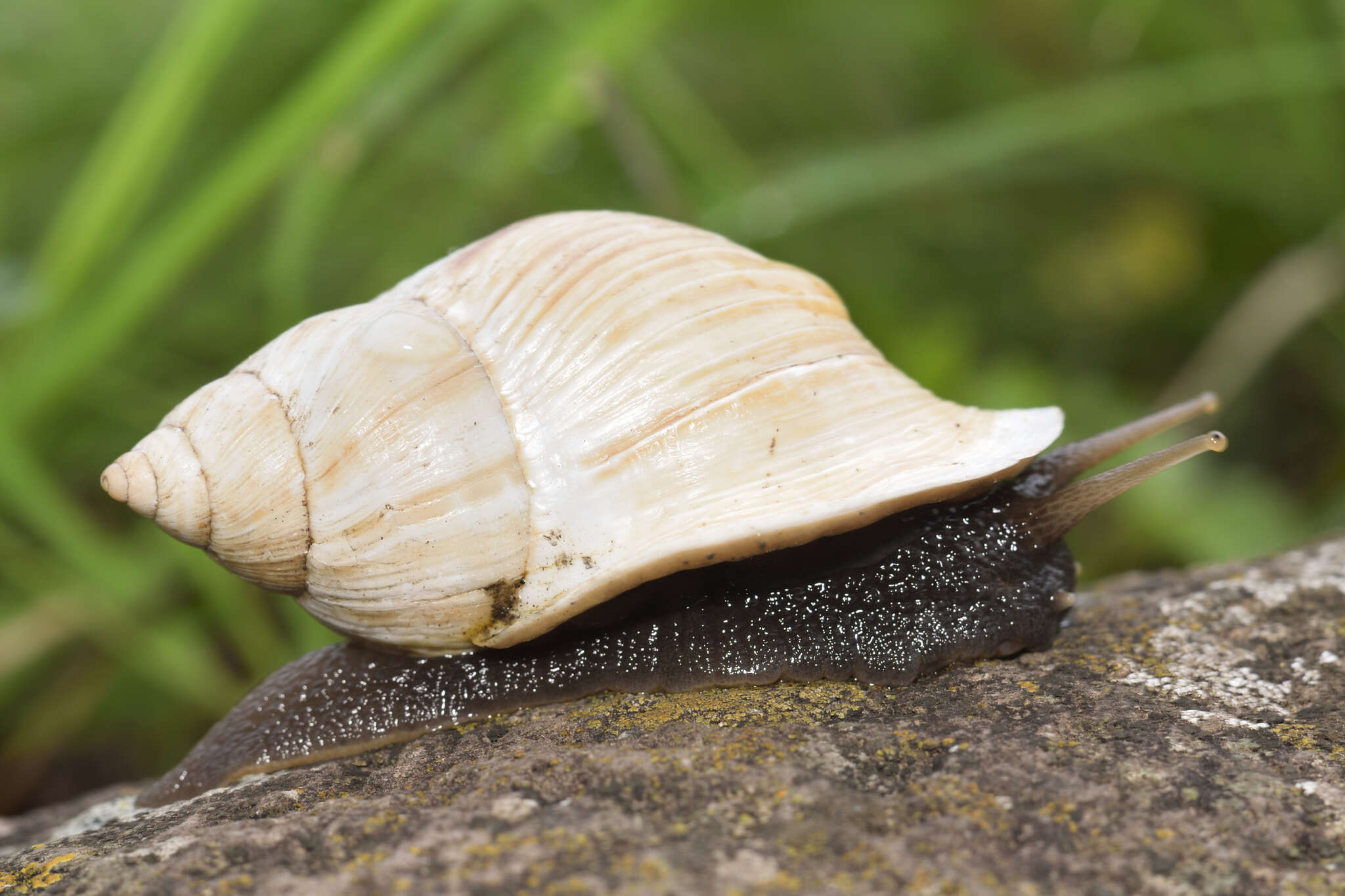 Image of Drymaeus dombeyanus (Ferussác 1842)