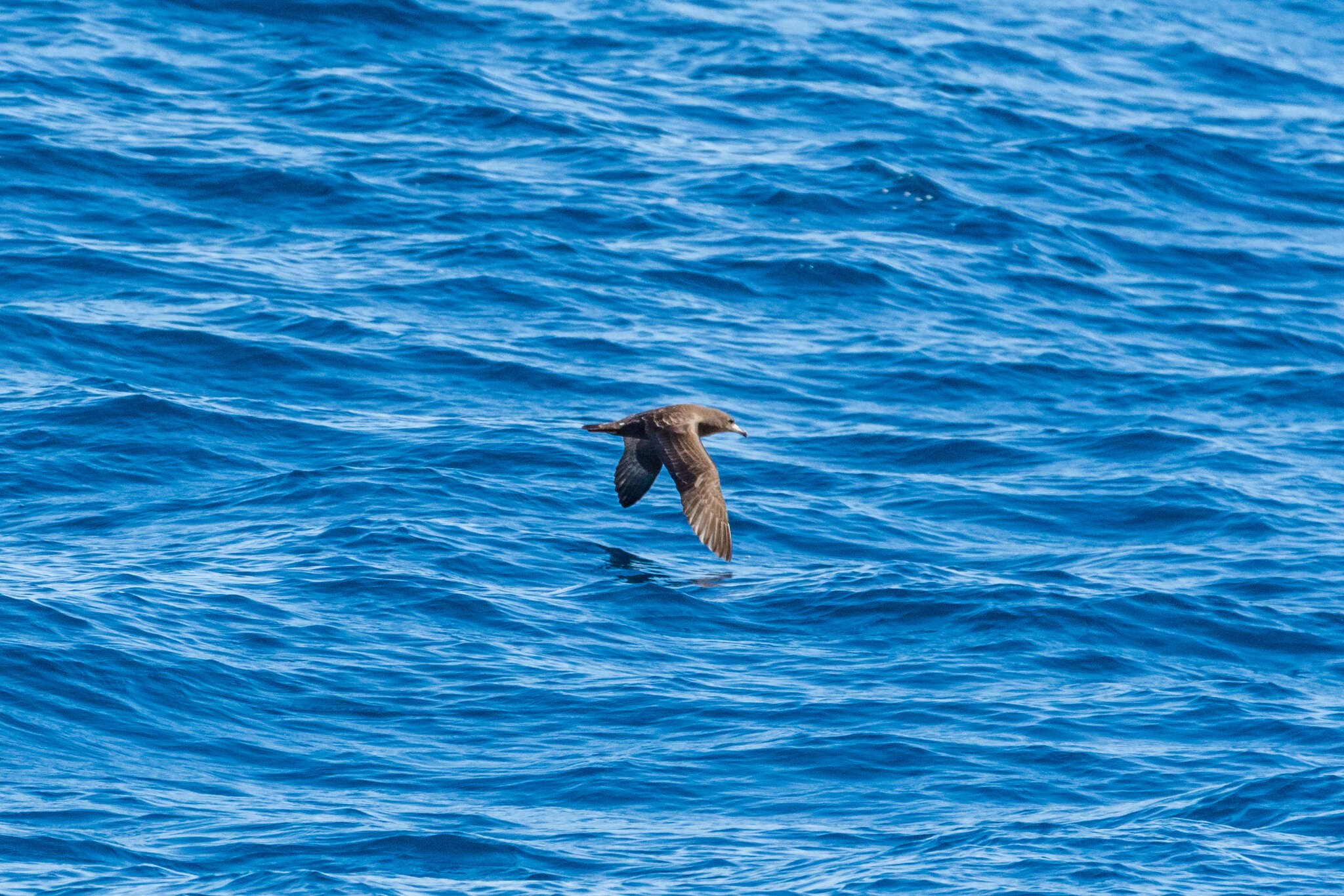 Image of Flesh-footed Shearwater