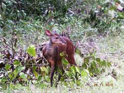 Image of Central American Red Brocket Deer