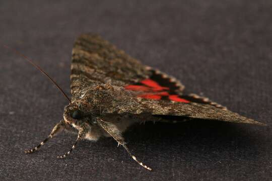 Image of red underwing