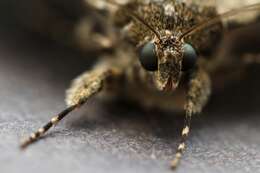 Image of red underwing