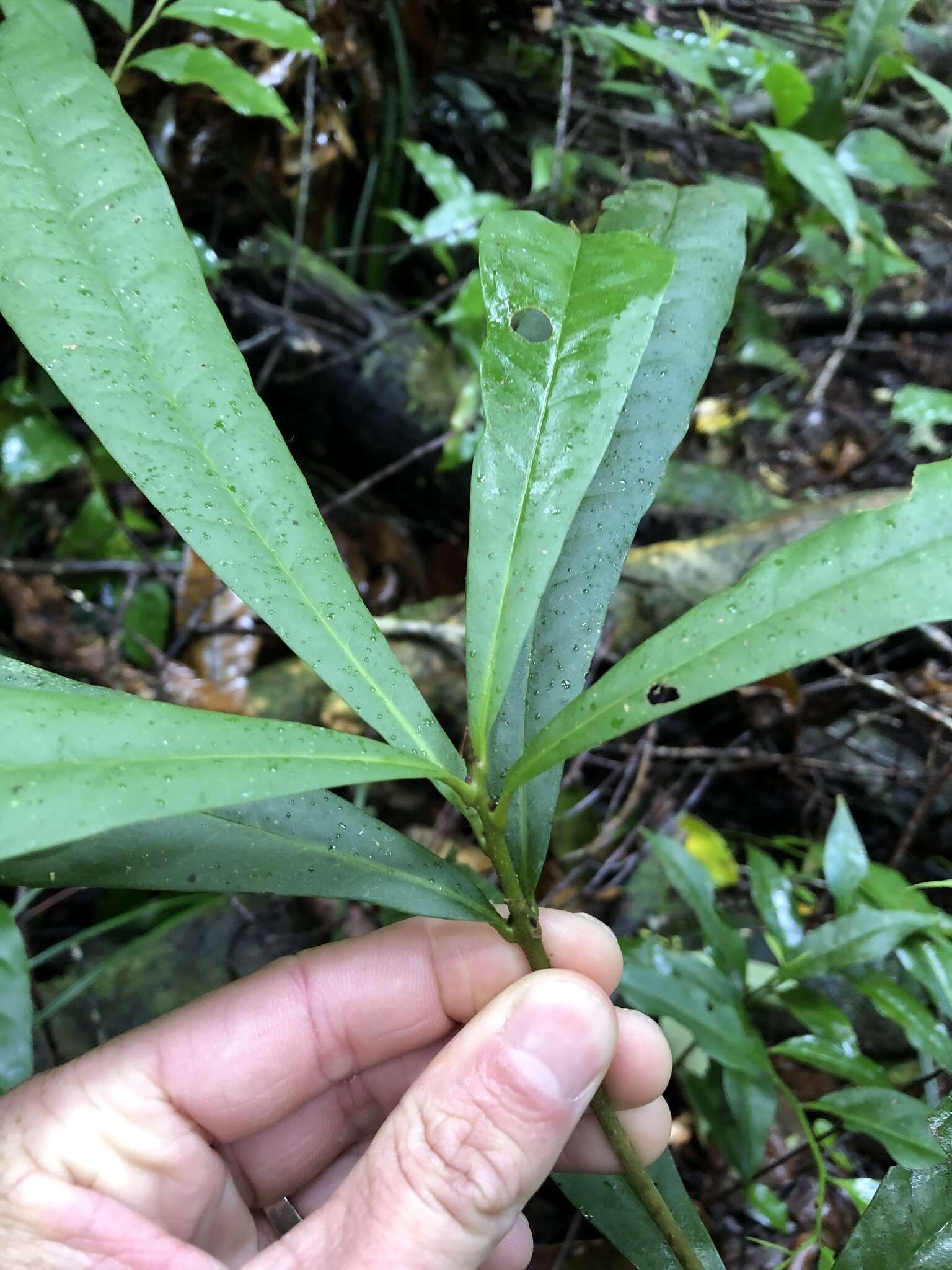 Image of Panopsis costaricensis Standl.