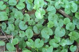 Imagem de Dichondra microcalyx (Hall. fil.) Fabris