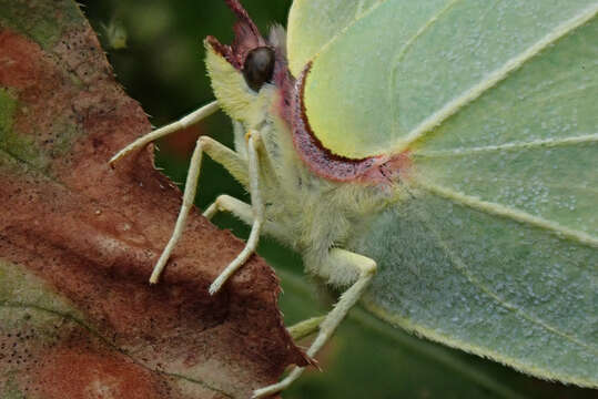 Image of brimstone