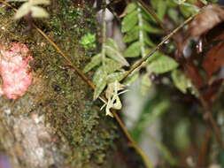 Image of Epidendrum stanhopeanum Kraenzl.