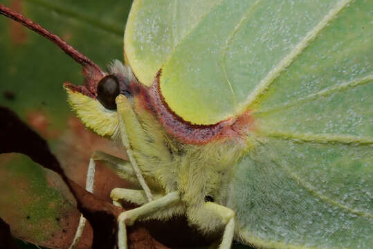 Imagem de Gonepteryx rhamni (Linnaeus 1758)