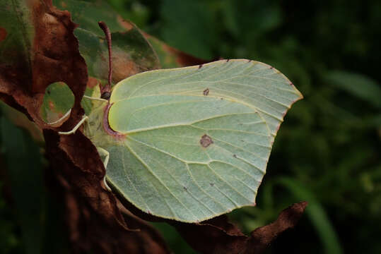 Imagem de Gonepteryx rhamni (Linnaeus 1758)