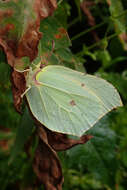 Imagem de Gonepteryx rhamni (Linnaeus 1758)