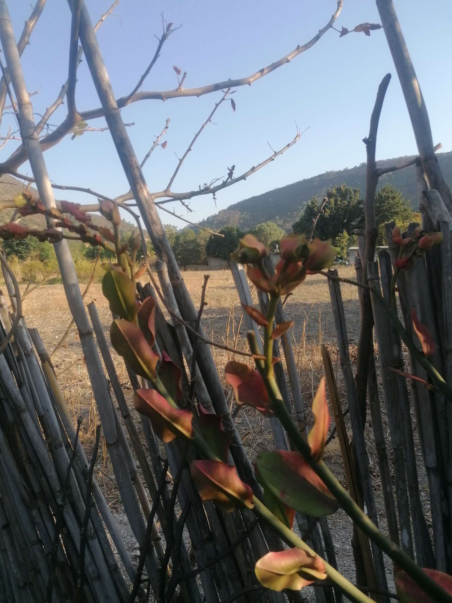 Sivun Euphorbia bracteata Jacq. kuva