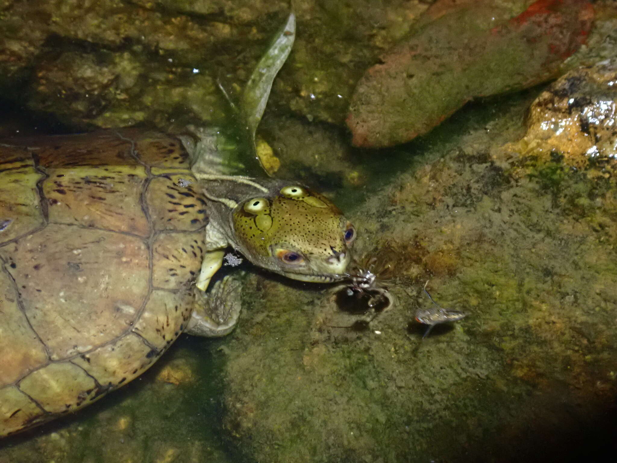 Image of Beale's Eyed Turtle