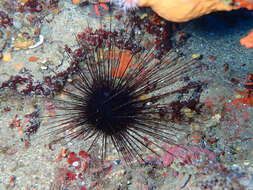 Image of long-spined urchin