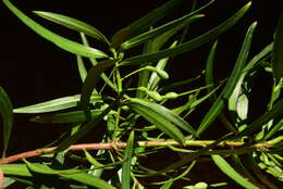 Image of Willow-leaf Podocarp