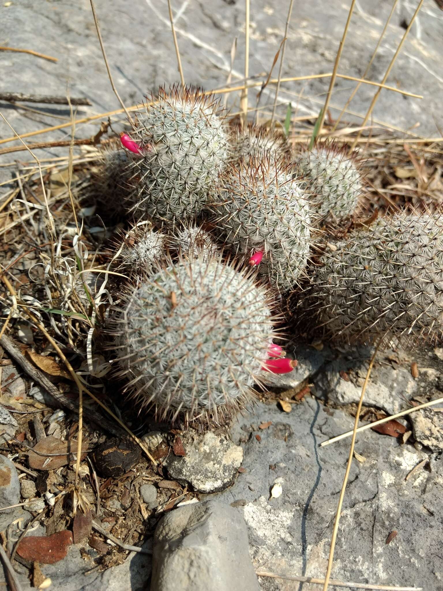 Image of Mammillaria haageana subsp. meissneri