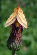 Image of bordered sallow